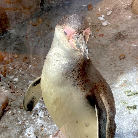 Silent Show! - Like To Be Notified For Auctions - Picture 1 of 1